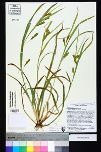 Carex flaccosperma image