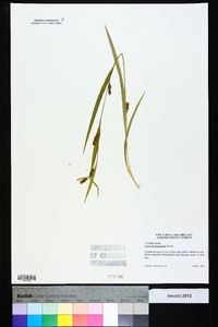 Carex flaccosperma image