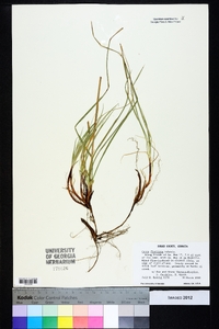 Carex floridana image