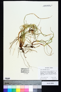 Carex floridana image