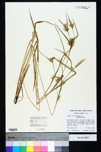 Carex folliculata image