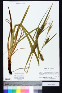 Carex gigantea image