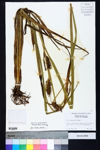 Carex gigantea image