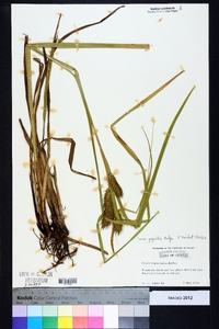 Carex gigantea image