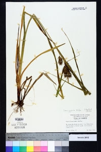 Carex gigantea image