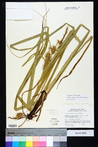 Carex gigantea image