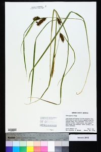 Carex gigantea image