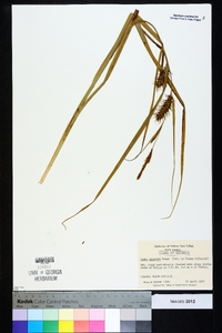 Carex gigantea image