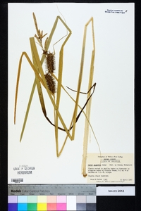 Carex gigantea image