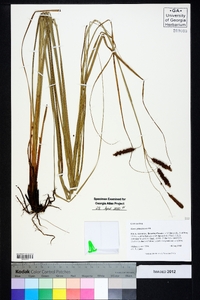 Carex glaucescens image