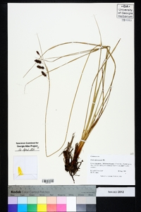 Carex glaucescens image