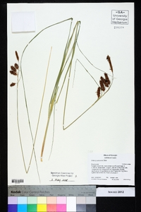 Carex glaucescens image