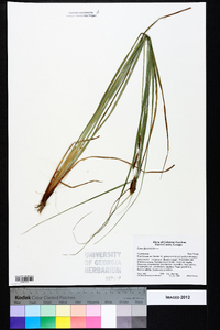 Carex glaucescens image