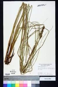 Carex glaucescens image