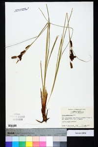 Carex glaucescens image