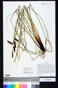 Carex glaucescens image