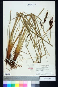 Carex glaucescens image