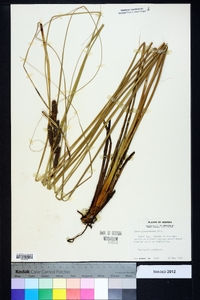 Carex glaucescens image