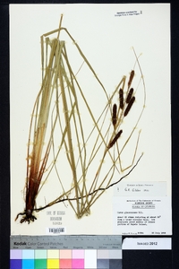 Carex glaucescens image