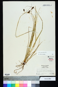 Carex glaucescens image