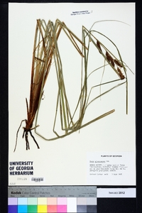 Carex glaucescens image