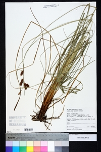 Carex glaucescens image