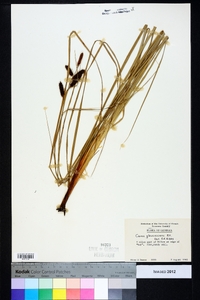 Carex glaucescens image