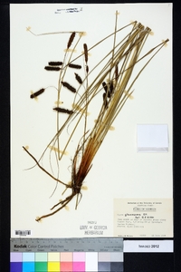 Carex glaucescens image