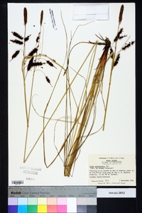 Carex glaucescens image