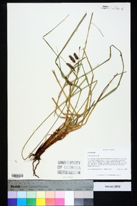 Carex glaucescens image