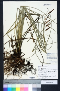 Carex glaucescens image