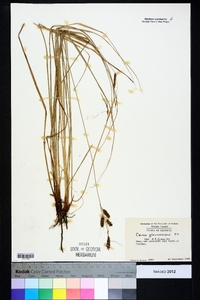 Carex glaucescens image