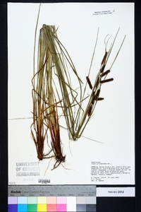 Carex glaucescens image