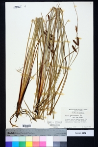 Carex glaucescens image