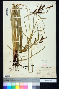 Carex glaucescens image