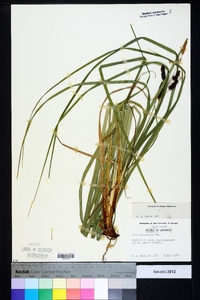 Carex glaucescens image