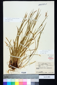 Carex godfreyi image