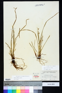 Carex godfreyi image