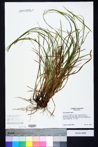 Carex godfreyi image