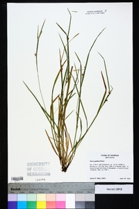 Carex godfreyi image