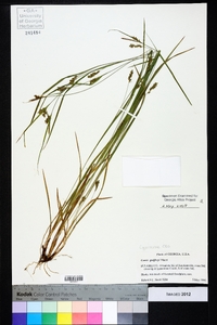 Carex godfreyi image