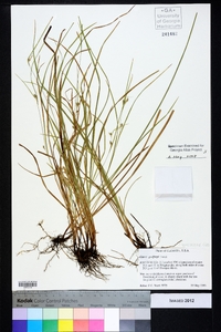 Carex godfreyi image