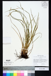 Carex gracilescens image