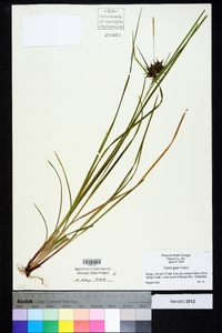 Carex grayi image