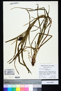 Carex grayi image