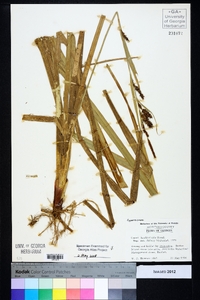 Carex hyalinolepis image