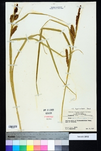 Carex hyalinolepis image