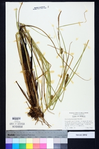 Carex hyalinolepis image