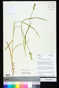 Carex laevivaginata image