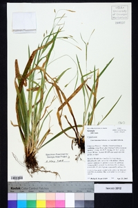 Carex laxiculmis var. laxiculmis image